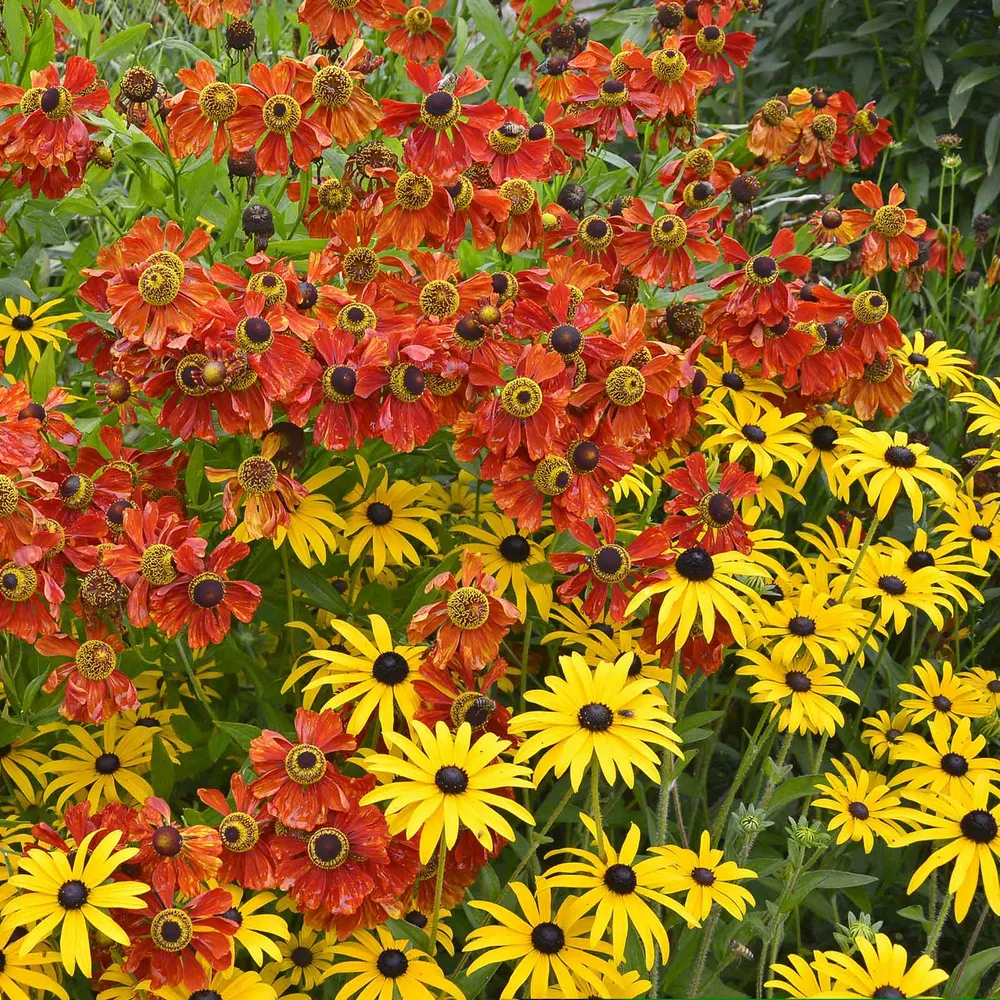 VEGSOW Black Eyed Susan & Helenium Moerheim Beauty Perennial Flower Bulb Collection