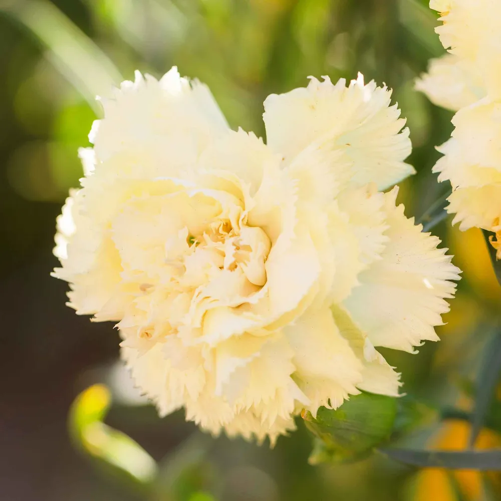 VEGSOW Marie Chabaud Carnation Seeds - Heirloom Flower Seeds