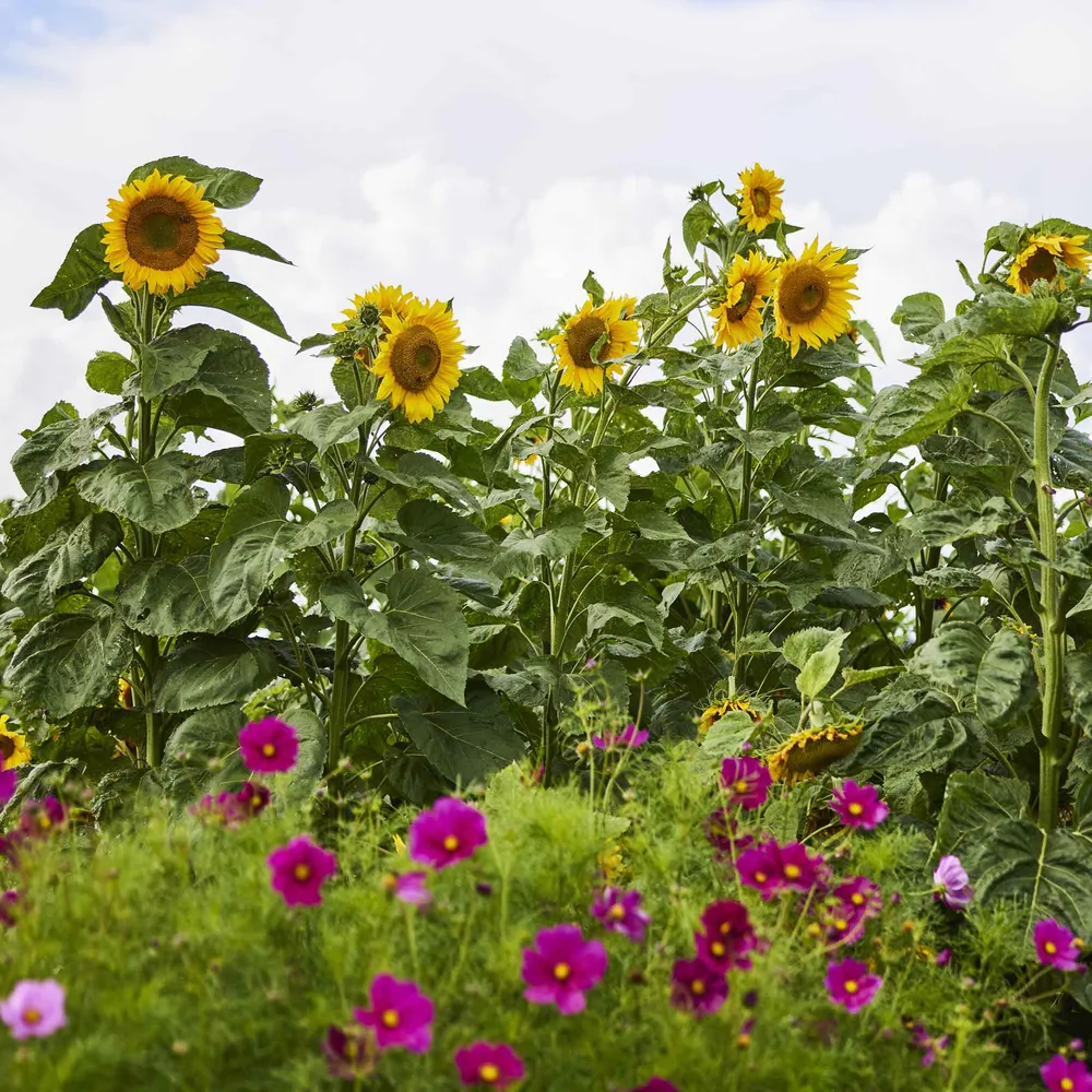 VEGSOW Mongolian Giant Sunflower Seeds - Heirloom Variety for Tall Garden Displays