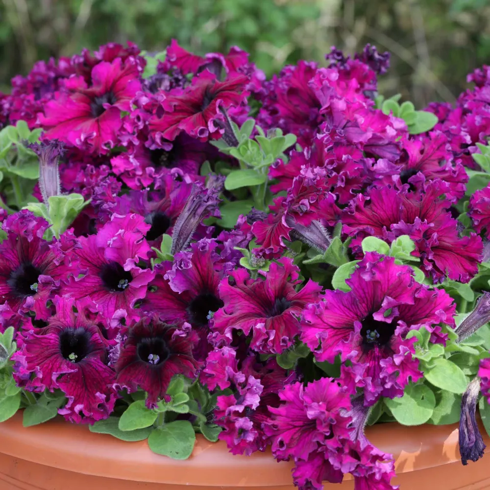 VEGSOW Petunia Seeds - Espresso Frappe Ruby