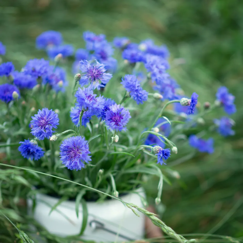 VEGSOW Cornflower Seeds - Tall Blue Bachelor Button Heirloom Flower Seeds