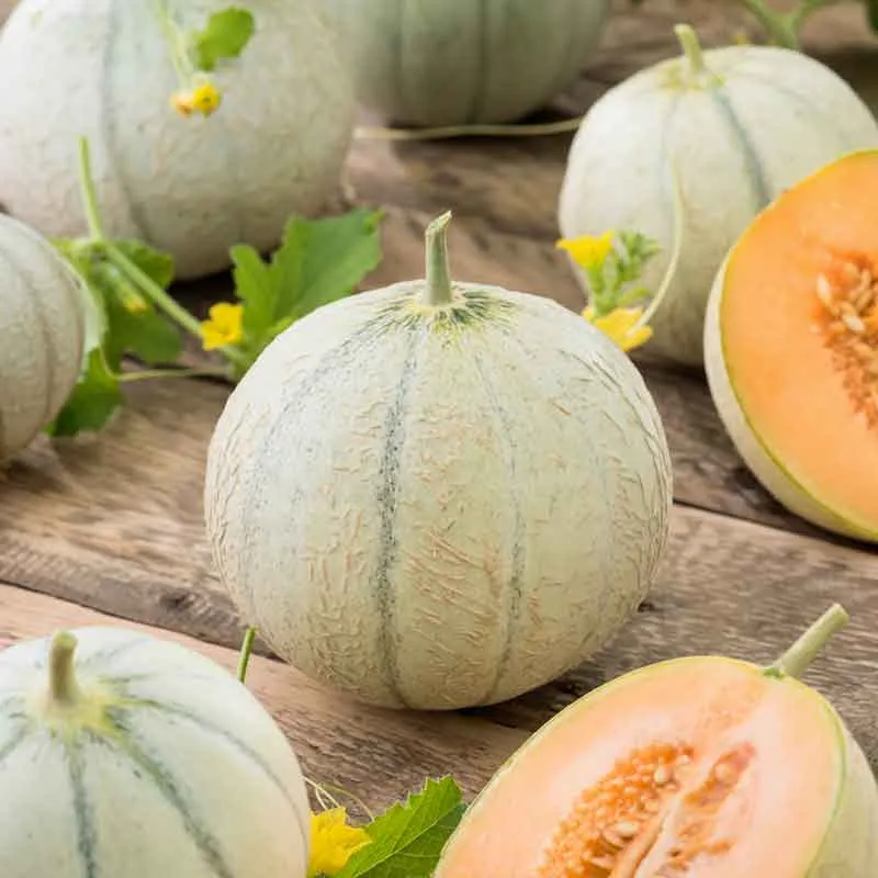 VEGSOW Charentais Melon Seeds - Heirloom French Cantaloupe Variety