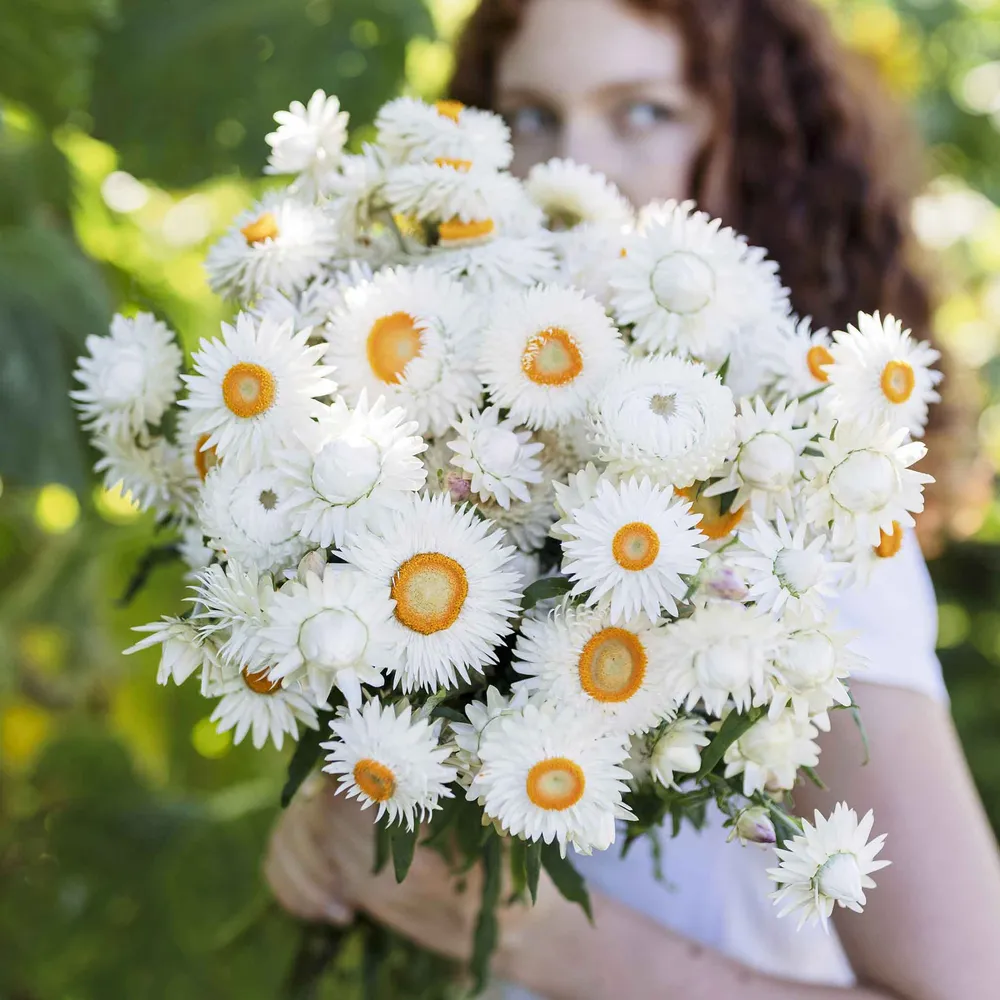 VEGSOW Strawflower Seeds - White Helichrysum Bracteatum