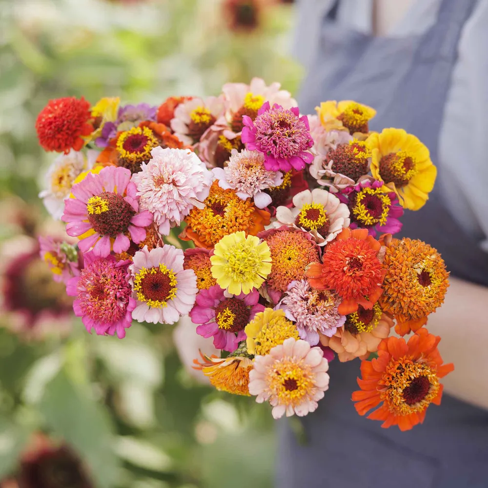 VEGSOW Scabiosa Flowered Zinnia Seeds Mix - Tall Annual Garden Flowers