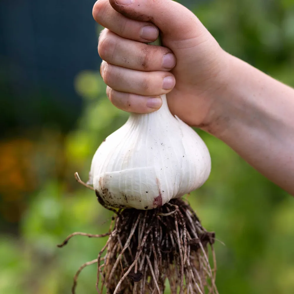 VEGSOW Elephant Garlic Bulbs - Large Heirloom Planting Cloves
