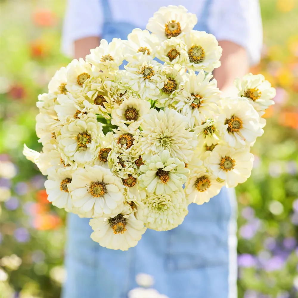 VEGSOW Cactus Snowman Zinnia Seeds - White Flowering Annual Garden Seeds