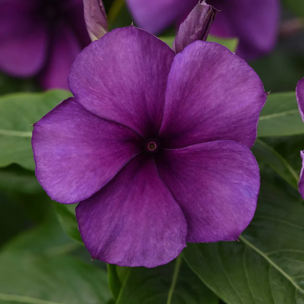 VEGSOW Tattoo Blueberry Vinca Seeds - Annual Flower Seeds