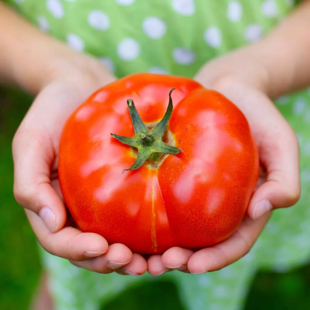 VEGSOW Big Beef Plus Tomato Seeds - High Yield Heirloom Variety