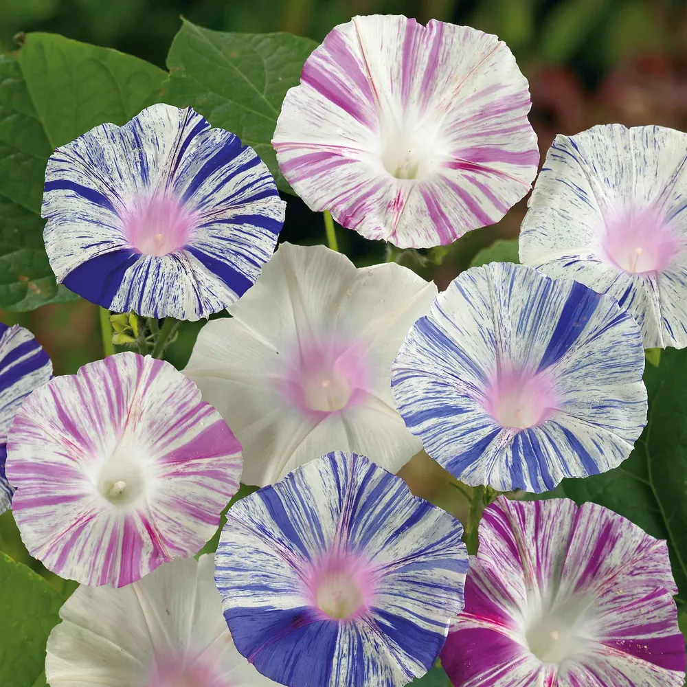 VEGSOW Morning Glory Seeds - Harlequin Mix