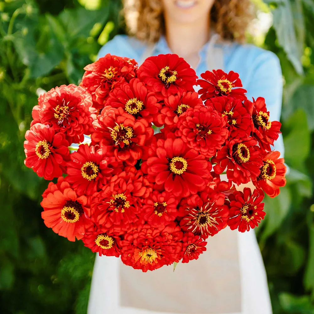 VEGSOW Will Rogers Zinnia Seeds - Heirloom Annual Flower Seeds