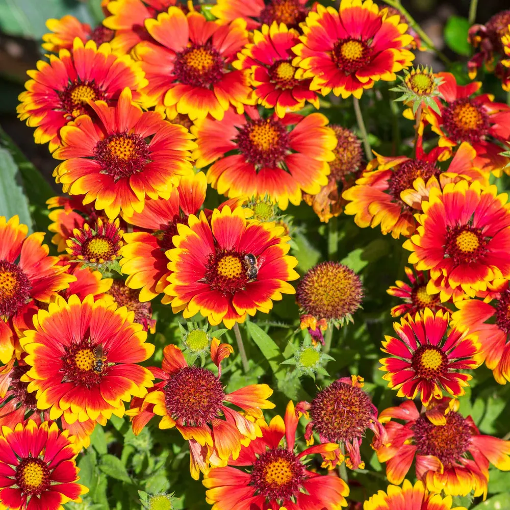 VEGSOW Blanket Flower Seeds - Diverse Wildflower Seed Mix for Pollinator Landscapes