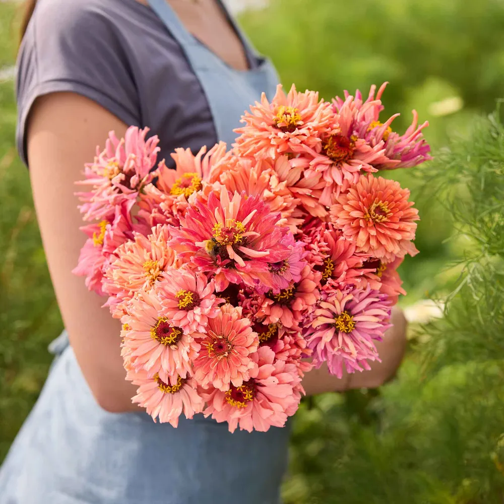 VEGSOW Senorita Zinnia Seeds - Tall Flowering Annuals