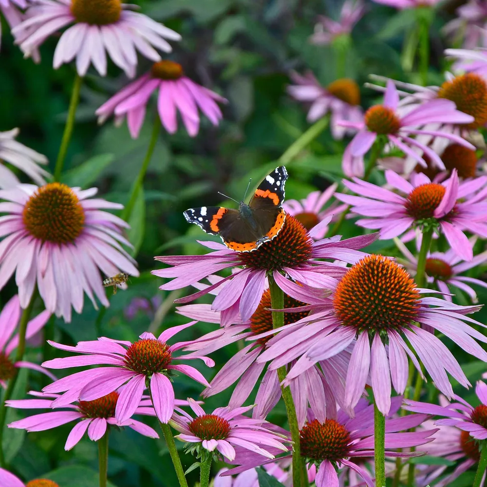 VEGSOW Purple Coneflower Seeds (Echinacea Purpurea) - Perennial Pollinator Garden Seeds