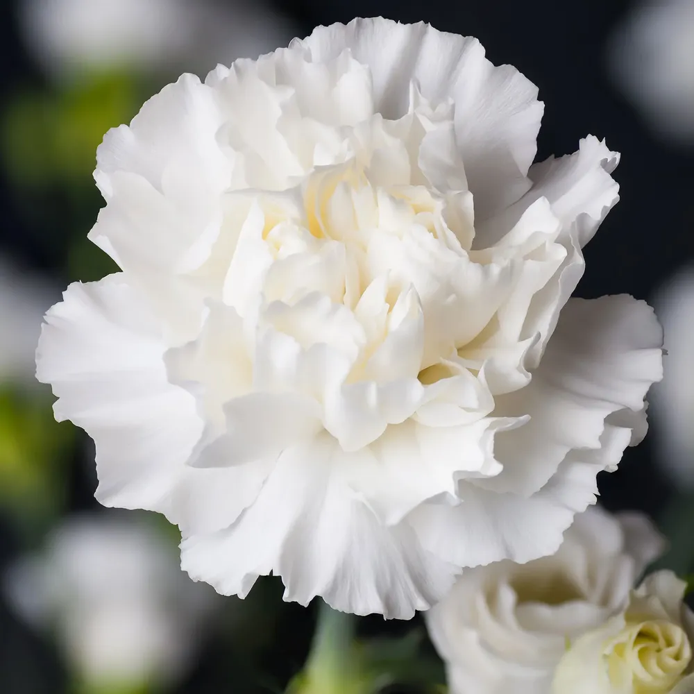 VEGSOW Jeanne Dionis Carnation Seeds - Heirloom Flower Seeds