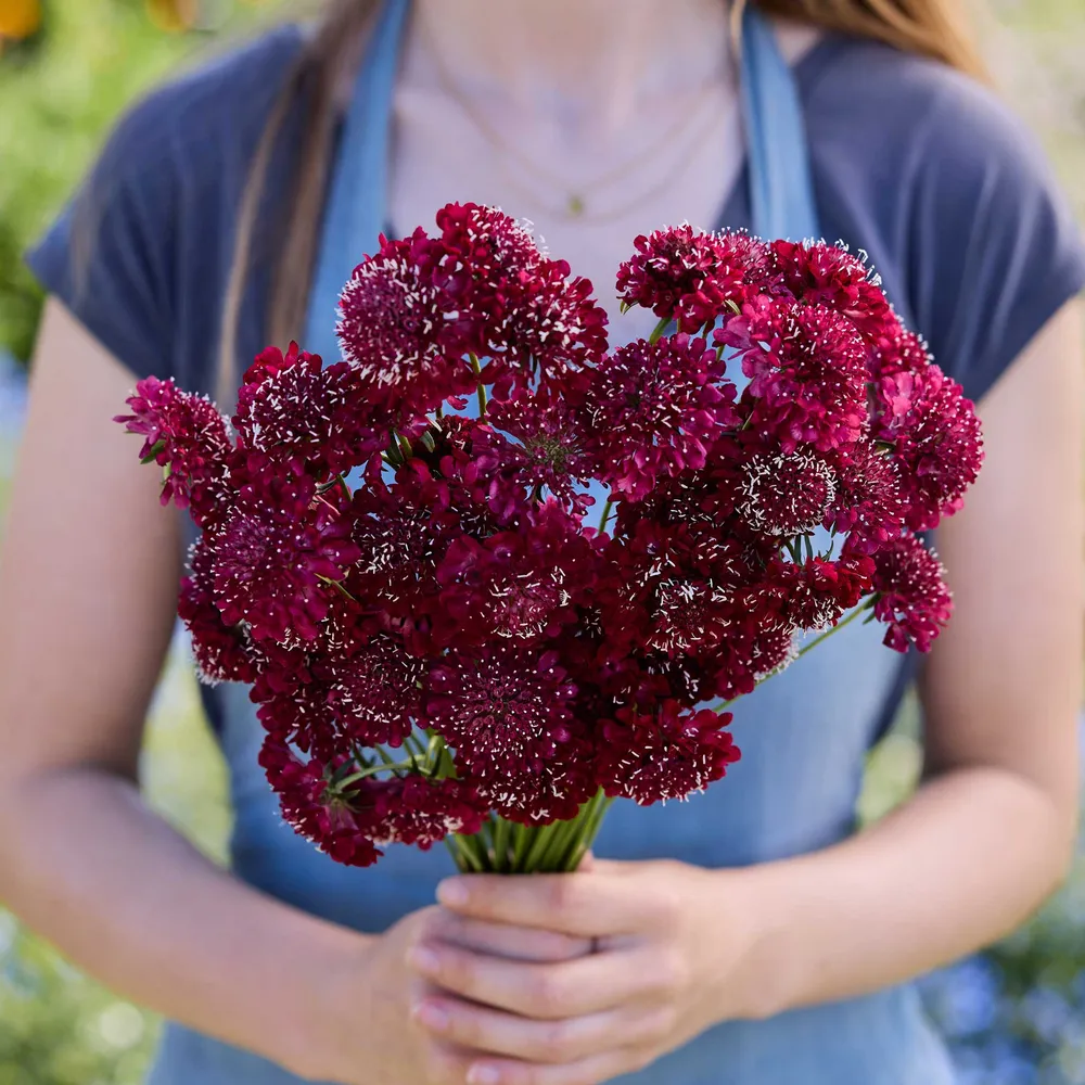 VEGSOW Scabiosa Seeds - Fire King
