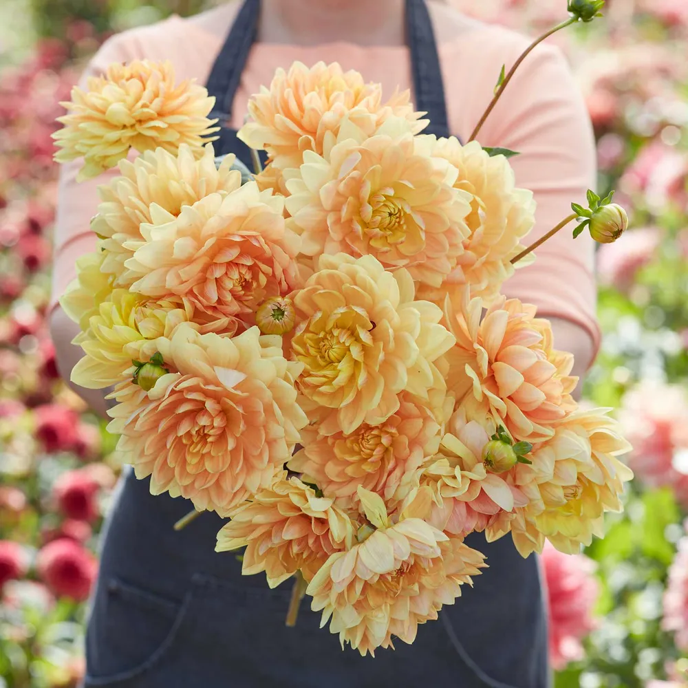 VEGSOW Rancho Decorative Dahlia Tubers - Perennial Garden Flower Bulbs