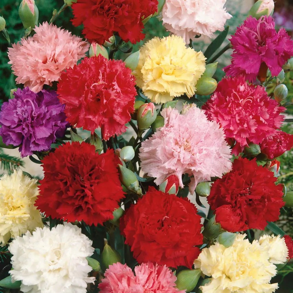 VEGSOW Carnation Seeds - Chabaud Mix