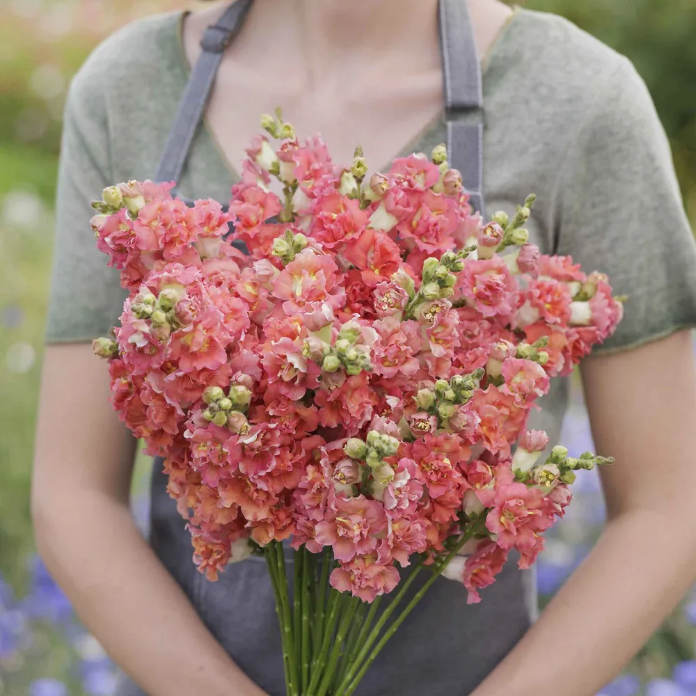VEGSOW Snapdragon Seeds - Madame Butterfly Bronze White - Antirrhinum Majus