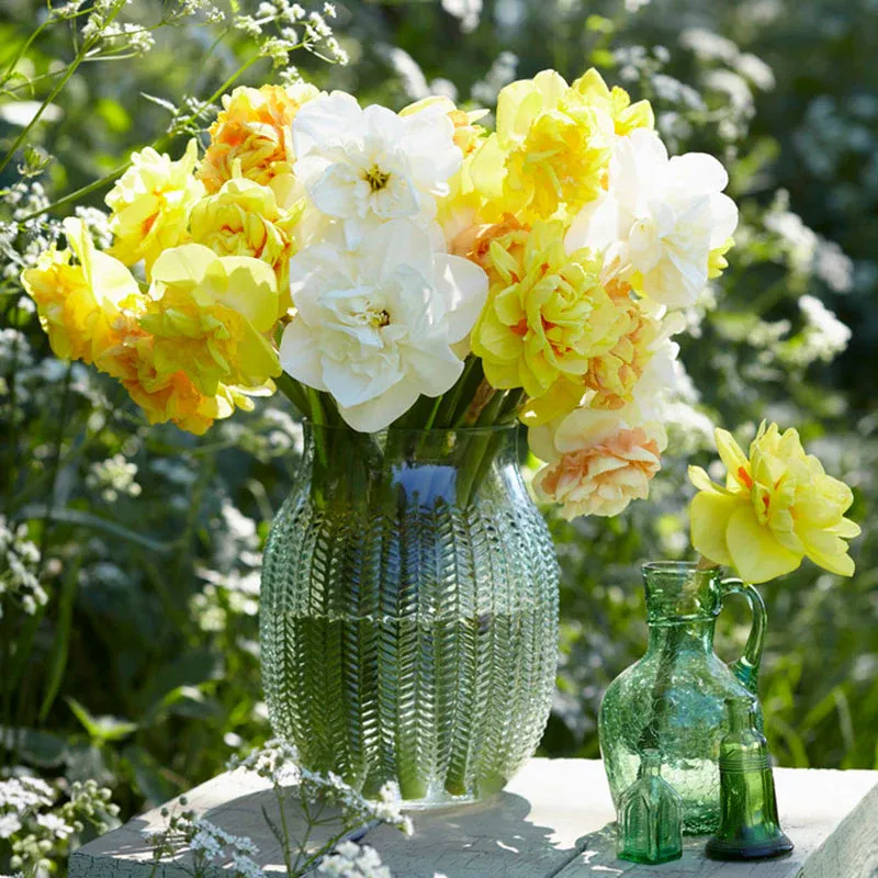 Daffodil Bulbs - Country Roads Mix