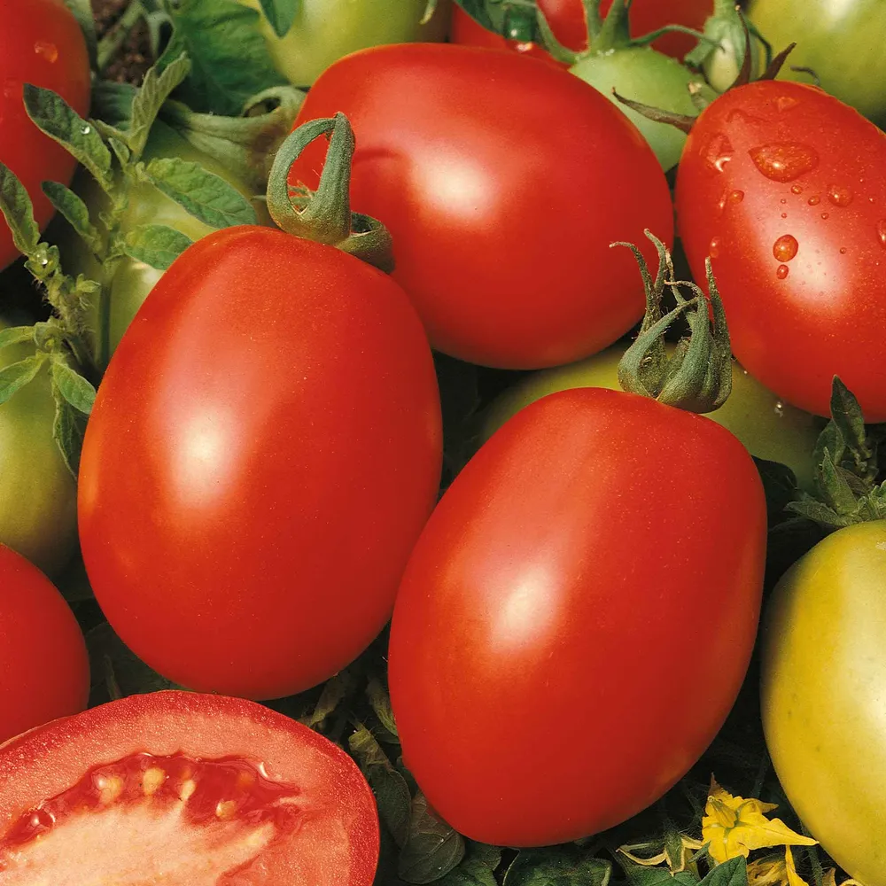 VEGSOW Rio Grande Tomato Seeds - Determinate Paste Tomato Variety