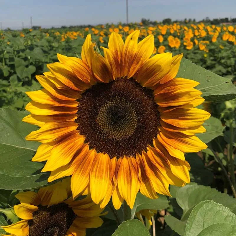 VEGSOW ProCut Bicolor Sunflower Seeds - Professional Cut Flower Variety