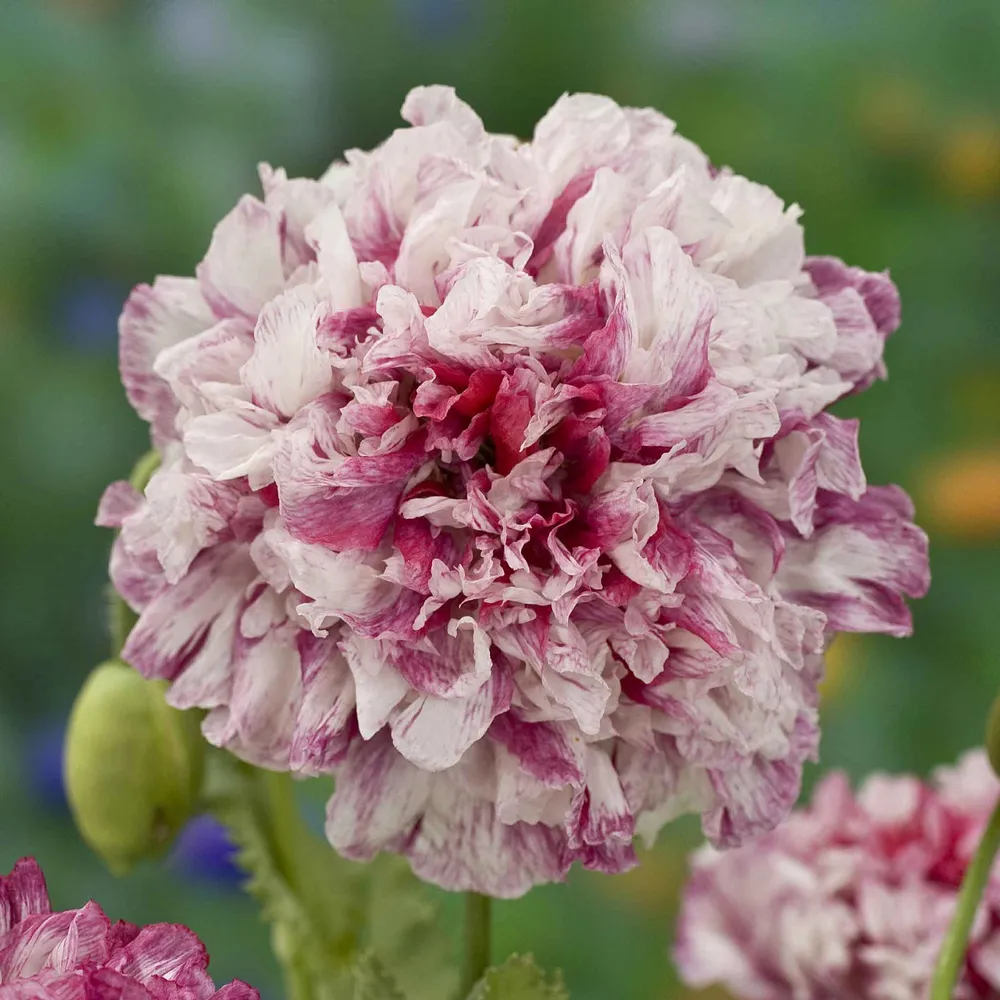 VEGSOW Poppy Peony Seeds - Flemish Antique