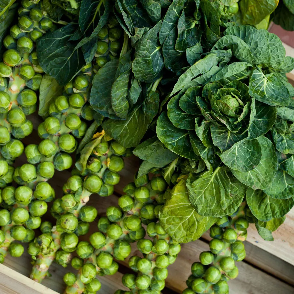 VEGSOW Catskill Brussels Sprouts Seeds - Heirloom Vegetable Planting Seeds