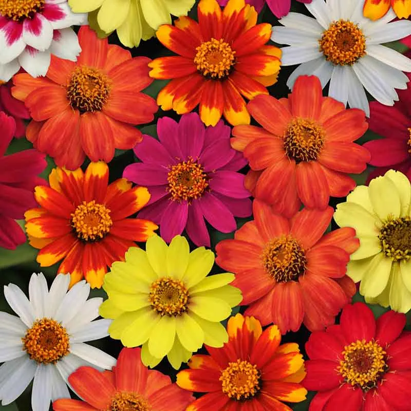 VEGSOW Zahara Single Mix Zinnia Seeds - Heat and Disease Resistant Annual Flower Seeds