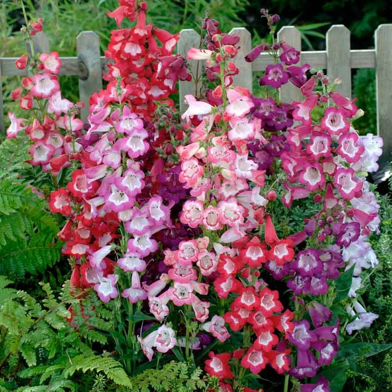 VEGSOW Penstemon Seeds - Sensation Mix