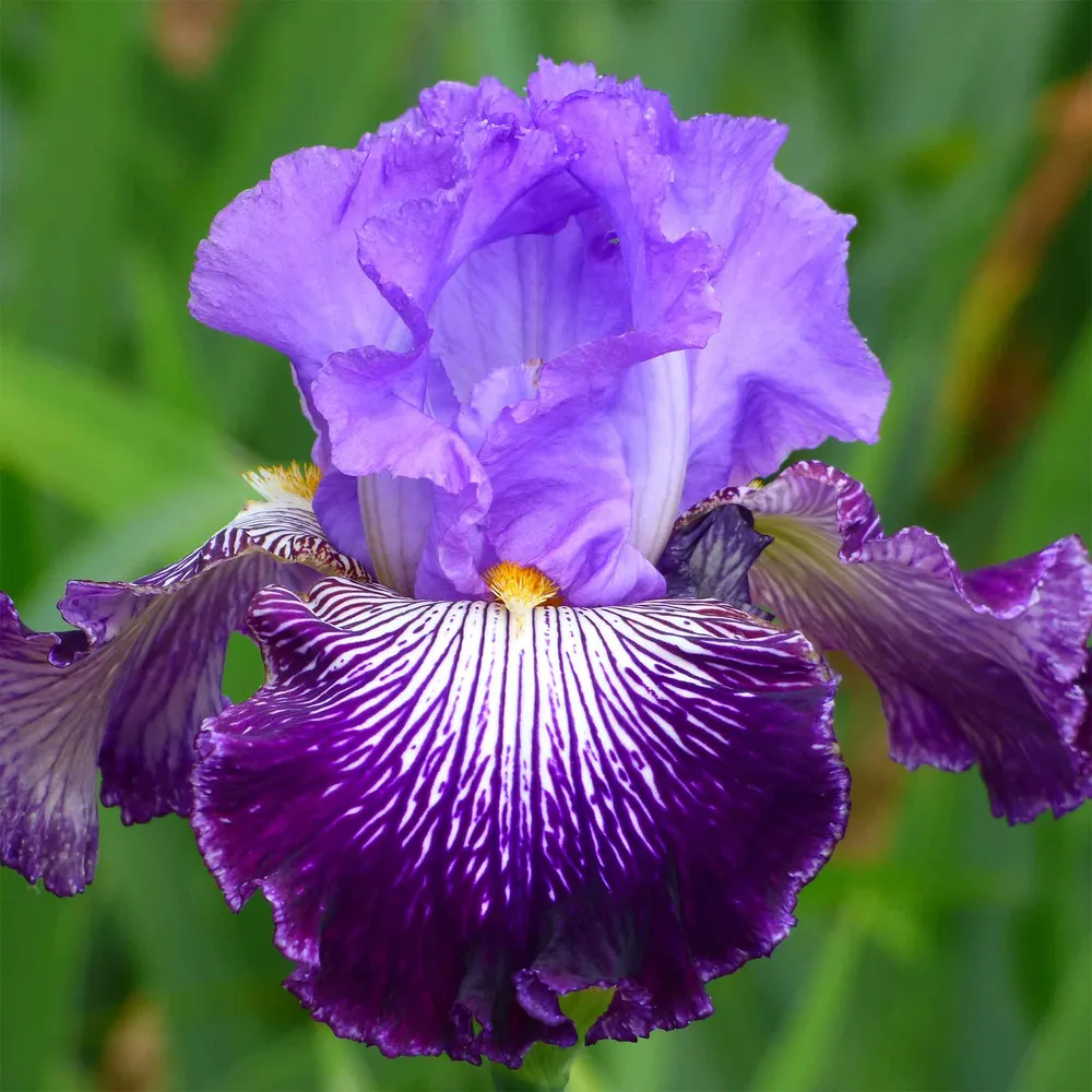 VEGSOW Bearded Iris Bulbs - Jawbone Flats Perennial Rhizomes