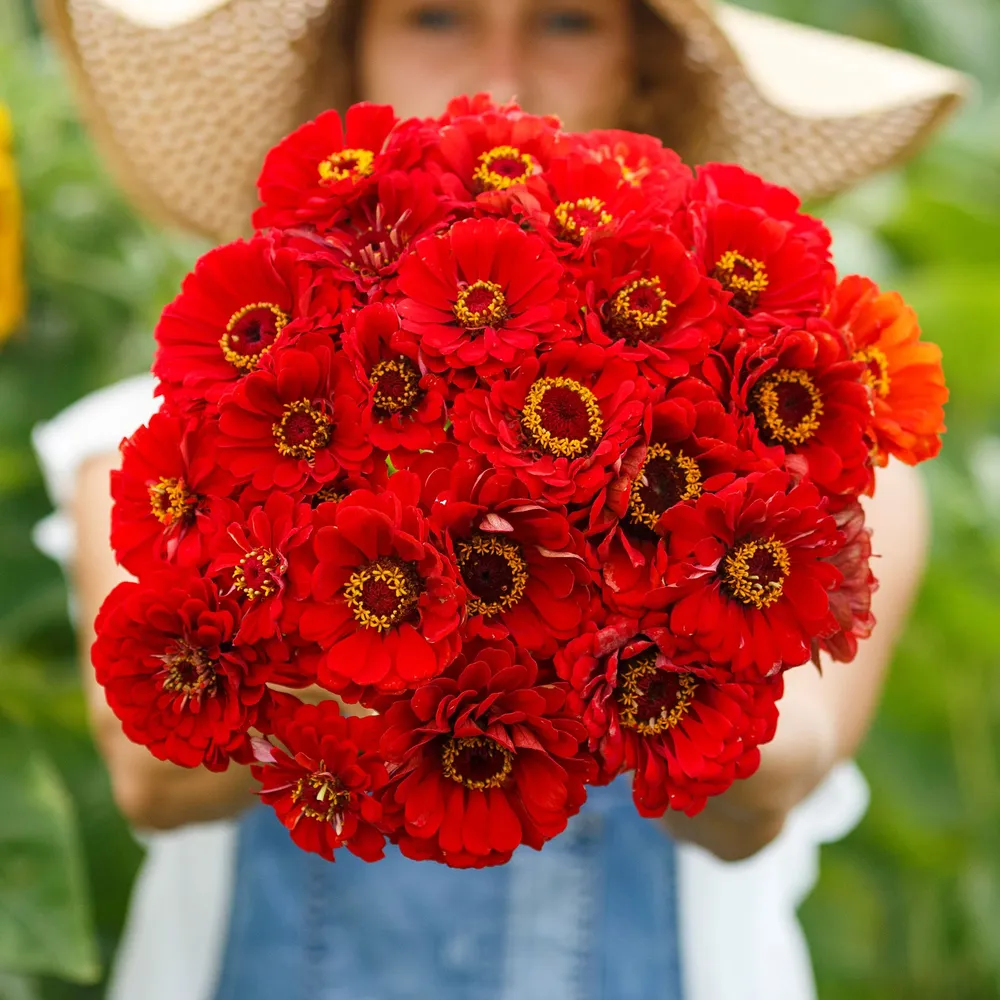 VEGSOW Cherry Queen Zinnia Seeds - Annual Heirloom Flower Seeds