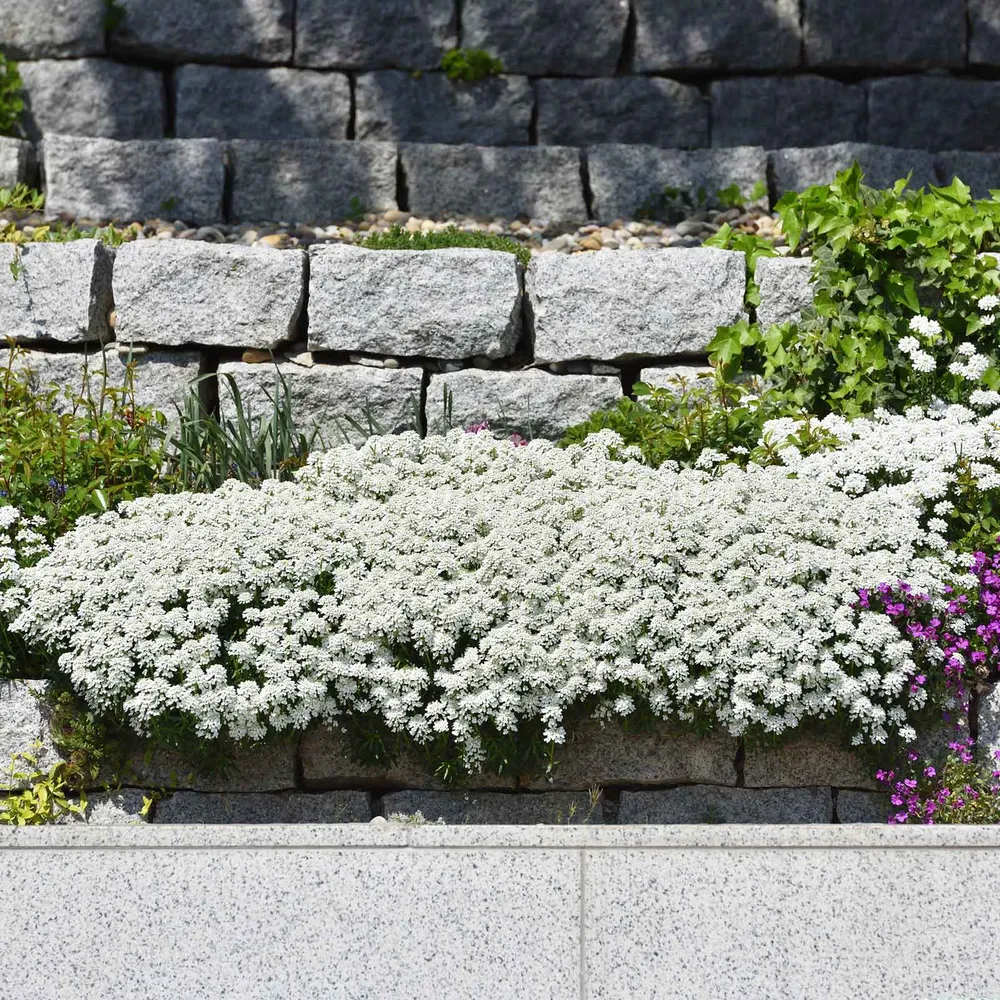 VEGSOW Candytuft Seeds - Snow Flurries (Iberis Sempervirens)