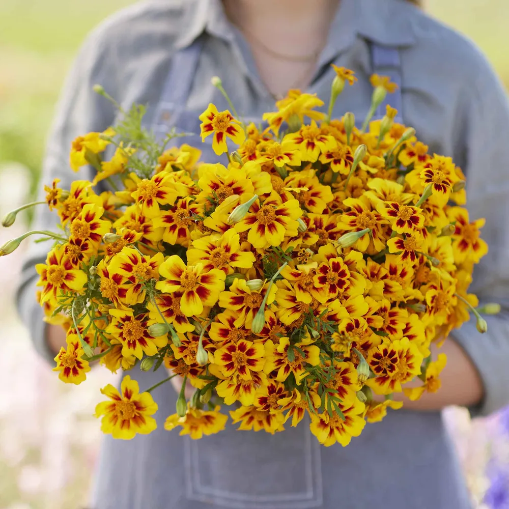 VEGSOW French Marigold Seeds (Dwarf) - Naughty Marietta