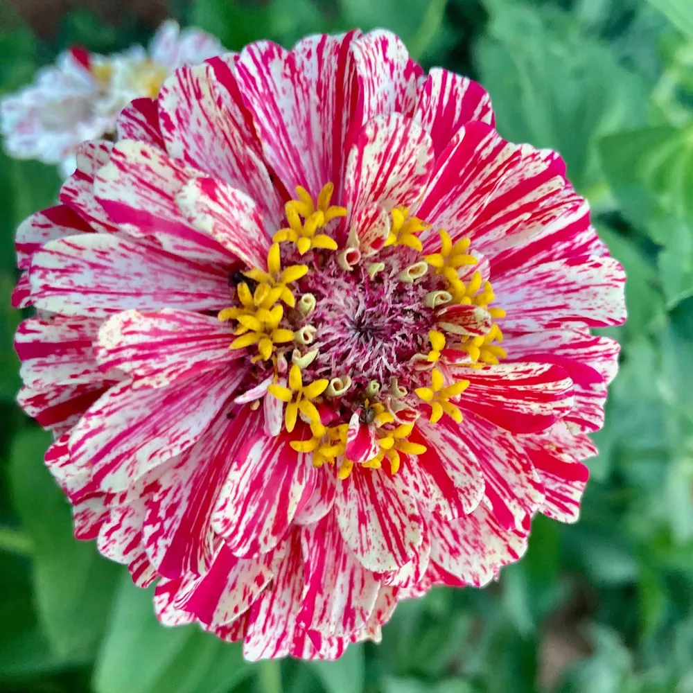 Zinnia Seeds - Bon Bon Mix