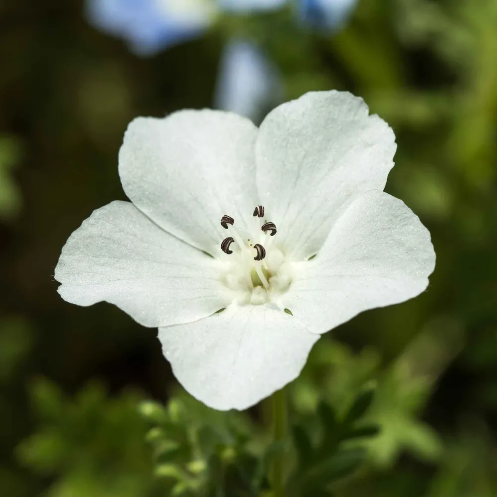 VEGSOW Nemophila Seeds - Snow White Wildflower Seeds