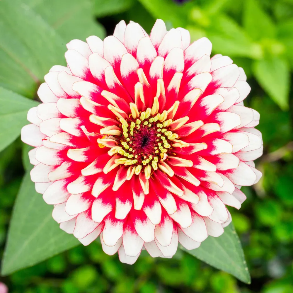 VEGSOW Zinnia Seeds - Swizzle Cherry & Ivory