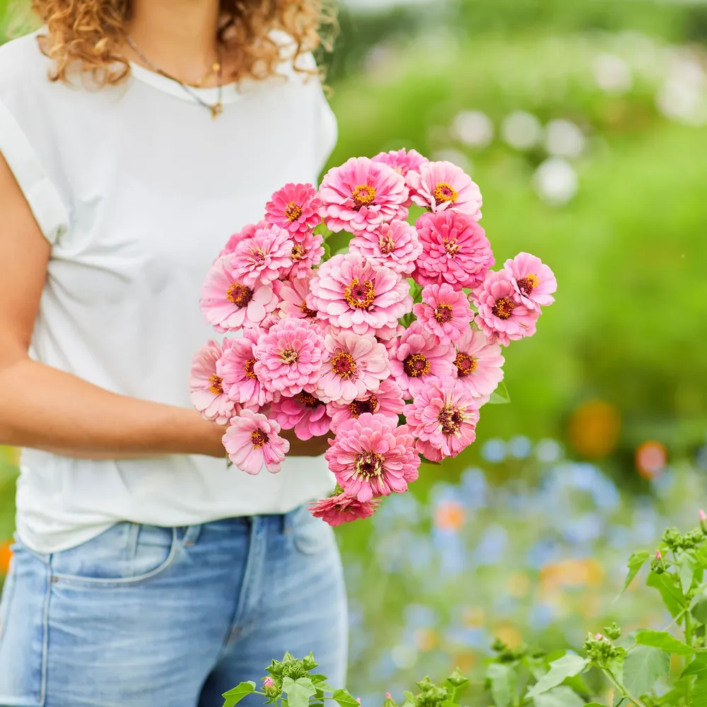 VEGSOW Luminosa Zinnia Seeds - Tall Flowering Annuals