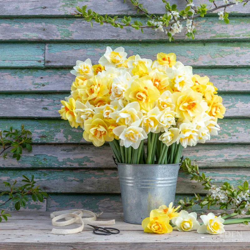 Double Mixed Daffodil Bulbs - Assorted Spring Flowering Perennials