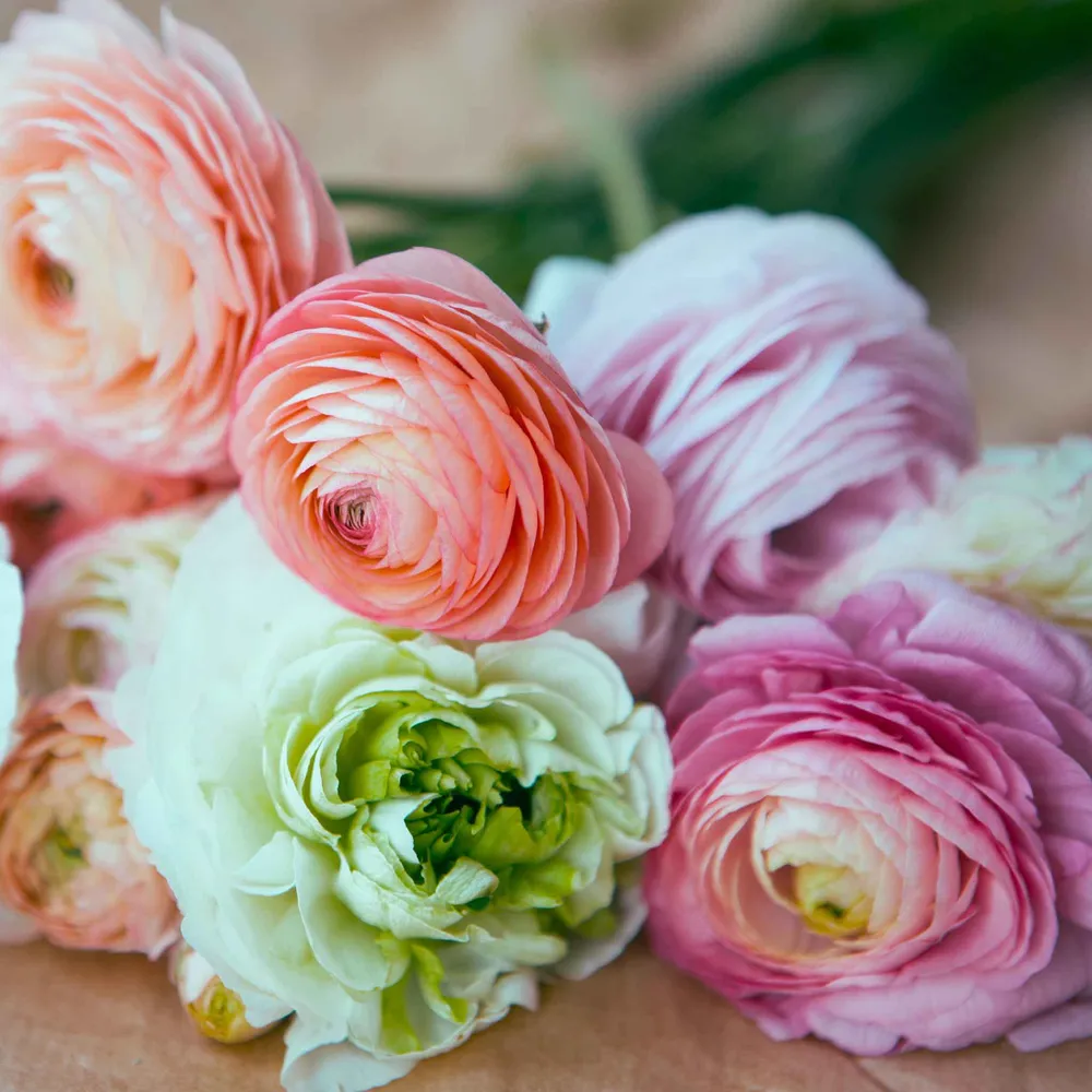 VEGSOW Ranunculus Bulbs - Bridal Mix