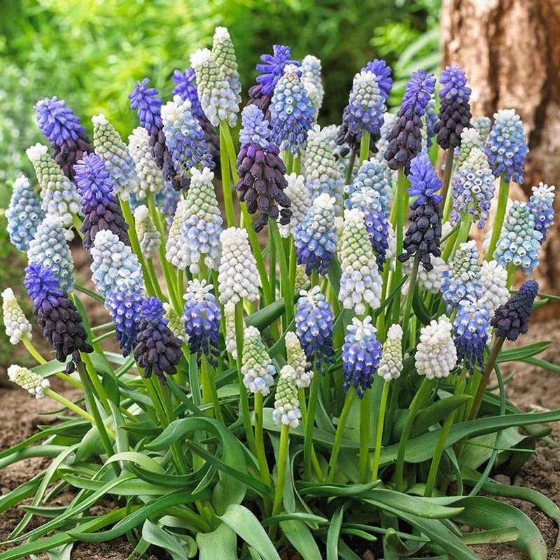 VEGSOW Grape Hyacinth Bulbs (Muscari) - Delft Blue Mix