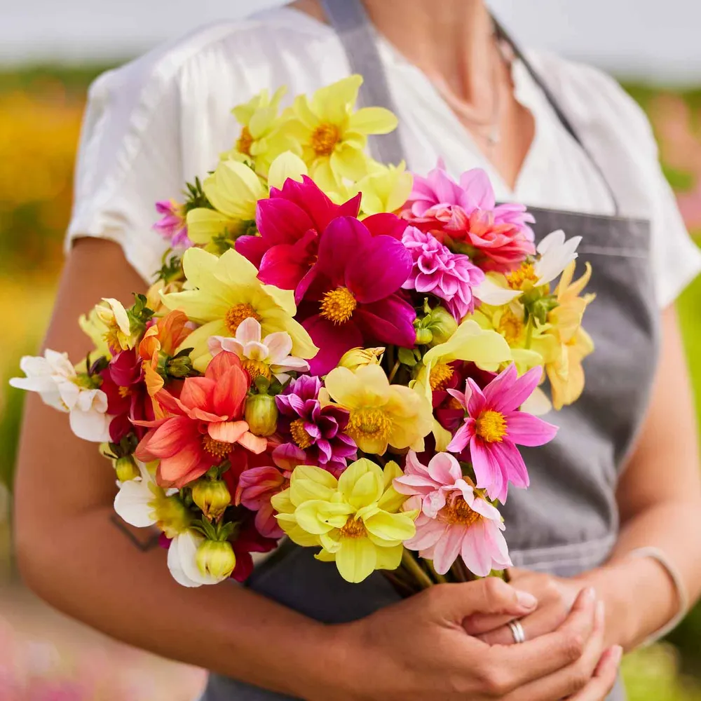 VEGSOW Dahlia Seeds - Mixed Mignon Variety