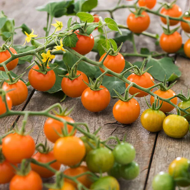 VEGSOW Sungold Tomato Seeds - Hybrid Garden Vegetable Seeds