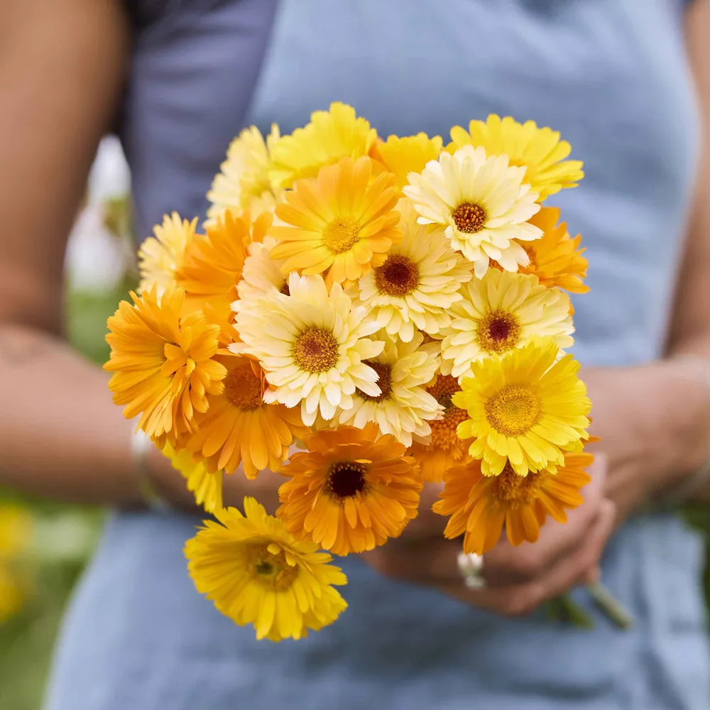 VEGSOW Calendula Seeds - Kinglet Mix