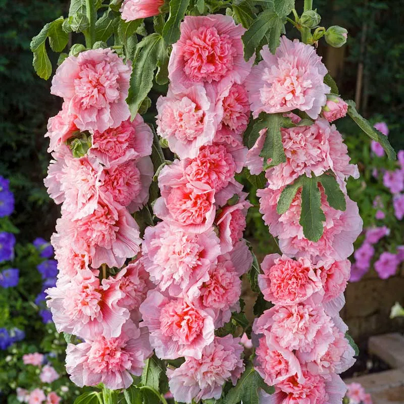 VEGSOW Hollyhock Seeds - Summer Carnival - Pink