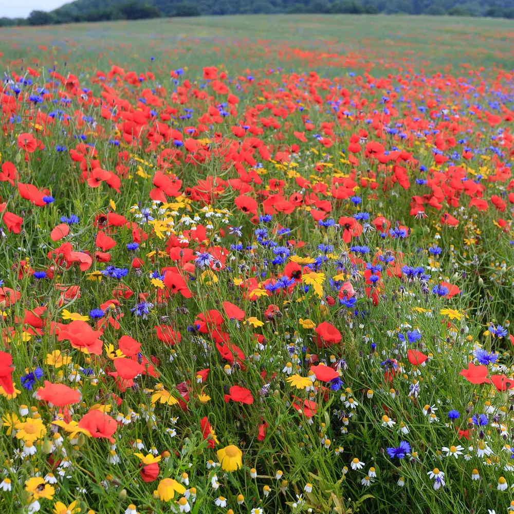 VEGSOW Back to Basics Flower Seed Mix - Heirloom Garden Planting Seeds