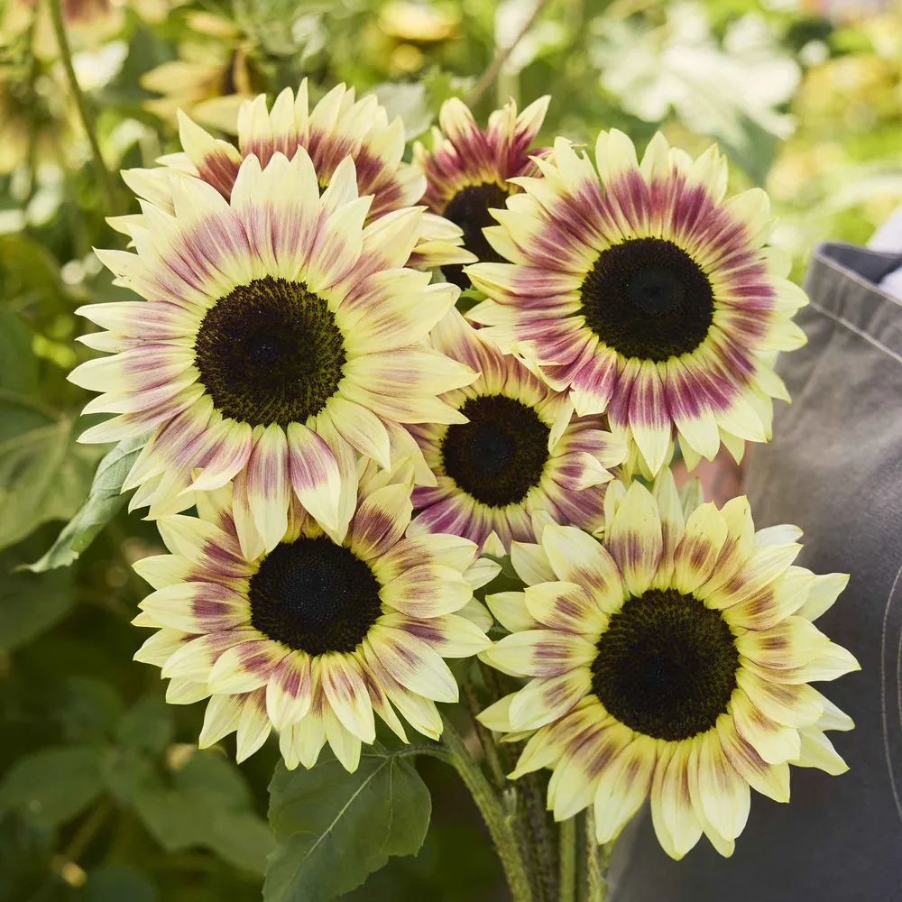 VEGSOW Summer Lovin F1 Sunflower Seeds - Hybrid Variety for Garden Planting
