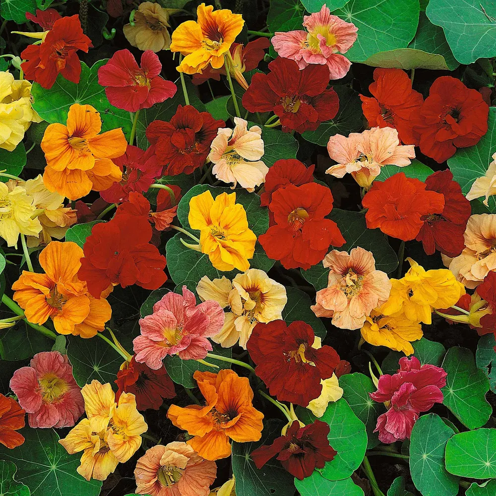 VEGSOW Nasturtium Seeds (Dwarf) - Jewel Mix
