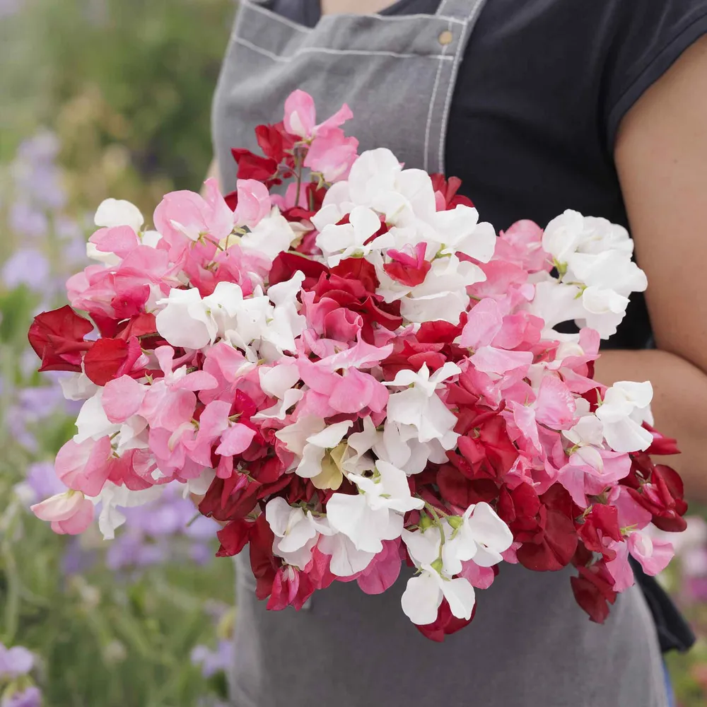 VEGSOW Sweet Pea Seeds (Dwarf) - Little Sweetheart Mix