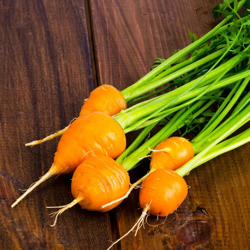 VEGSOW Thumbelina Carrot Seeds - Heirloom Round Mini Carrots