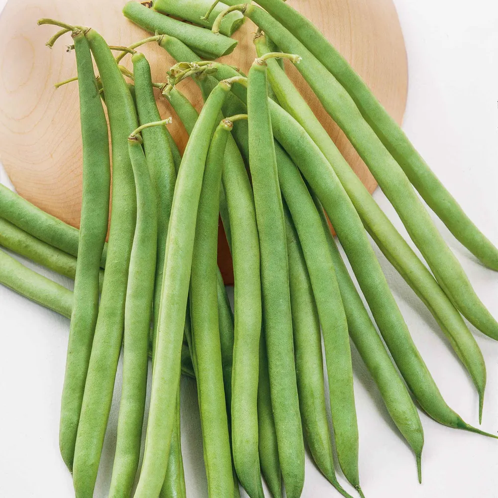 VEGSOW Landreth Stringless Bush Bean Seeds - Heirloom Vegetable Seeds
